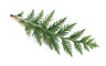 Cedar