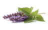 Patchouli