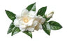 Gardenia