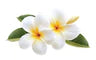 Frangipani